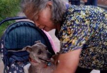 雖然狗狗已經老到無法走路了，但年老的鏟屎官依舊對它不離不棄-頭條楓林網