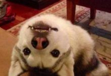 遛狗的遇到遛蛇，哈士奇看到大蛇大哥竟秒變慫弟-頭條楓林網