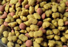 別為主子挑選食物操心了，避開這些商家陷阱，你挑的都是好糧！-頭條楓林網