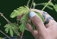 植物有意識？科學家證實植物可「聽到」自己正在被吃掉，竟然還會自衛！？-頭條楓林網