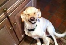 寄養狗狗在朋友家？最後不是狗瘋就是你朋友瘋 ！-頭條楓林網