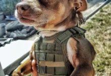 那些被吃瓜群眾玩壞的汪星人，看完我已經笑到不能自理了……-頭條楓林網