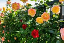 冬天這麼給月季換土，月季花會越長越美！-頭條楓林網