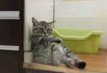 寵物店佛系喵，這表情怕是會傳染吧！-頭條楓林網