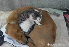 路邊相依為命的流浪狗和流浪狗相互依偎在一起取暖，畫面令人心酸-頭條楓林網