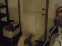 哈士奇迎接主人回家的方式，一般可受不了……-頭條楓林網