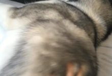 叫醒哈士奇辦法就是晃，最後一腳踹在它pp上一臉懵逼的看著主人-頭條楓林網