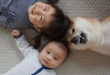 一隻柴犬哥，兩個小奶娃，一起胡鬧一起笑！就這樣看著他們一點點長大-頭條楓林網