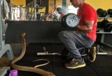 史上最痴情！男子相信眼鏡蛇是他過世女友的化身，所以就跟蛇結婚了？-頭條楓林網