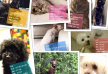 蕭敬騰2億豪宅貓狗住，巨款救助成謎-頭條楓林網