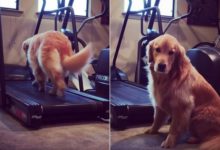 說好的金毛尋回犬呢？才在跑步機晃幾秒，金毛狗狗就不願走了，網友：這是只真的金毛-頭條楓林網