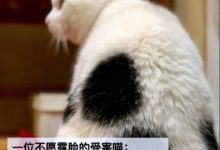 日前多名喵星人投案，表示自己受到了侵犯...-頭條楓林網