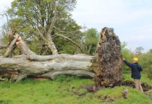 這棵百年老樹被暴風刮得連根拔起，大家看到樹根下的「東西」都驚呆了，隱藏「近千年的秘密」終被揭開！-頭條楓林網