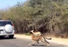 羚羊被獵豹追捕，一言不合就跳車引乘客探頭觀望-頭條楓林網