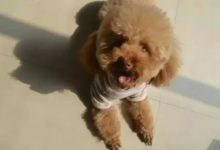 狗狗不吃狗糧怎麼辦？-頭條楓林網