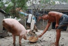 張大爺飼養了一頭神奇的豬，人們見後紛紛高價求購-頭條楓林網