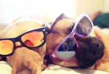 狗狗色盲？是時候澄清這個謊言了-頭條楓林網