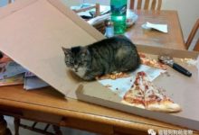 吃披薩的喵星人，要不要這樣萌-頭條楓林網