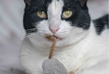 玩玩具的喵星人，真是太可愛了-頭條楓林網