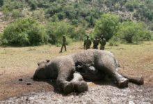 超燃！汪星人和人類夥伴一起從飛機跳下追擊偷獵者……-頭條楓林網