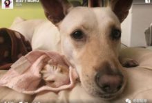 令人感動：狗狗寸步不離守護荷蘭豬最後一晚  清晨為其悲鳴-頭條楓林網