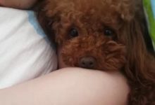 泰迪晚上鑽被窩摟著男主睡，卻遭女主爭寵，一個動作讓女主甘拜下風！-頭條楓林網