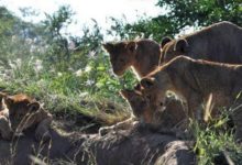 獅子們苦守一洞口，毛茸茸的東西出來後連攝影師都不淡定了-頭條楓林網