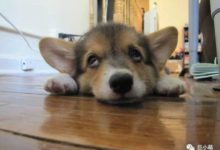 當著我的面尿尿，這狗肯定是故意的！-頭條楓林網