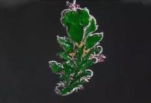 50萬的翡翠胸針你見過嗎？！快來瞧一下！-頭條楓林網