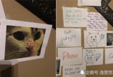 絕妙聰明的方法！為了說服爸爸領養貓咪，13歲女孩打造悲傷的牆！-頭條楓林網