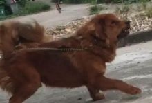 朋友買了一隻成年藏獒，結果回家之後，藏獒絕食而死！-頭條楓林網