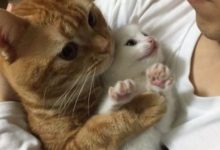 路邊垃圾桶中撿回一隻被人丟棄的小白貓，豈料卻被橘貓給接管了-頭條楓林網