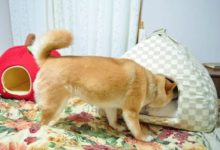 柴犬在窩裡睡的好好的被喵星人趕出來，貓咪接下來的行為讓柴柴玻璃心都碎了啦！-頭條楓林網