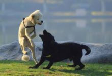 訓狗時狗玩具的重要性-頭條楓林網