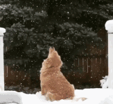 大雪來襲，開啟和狗子下雪天的N種玩法！-頭條楓林網