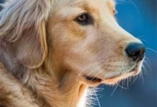 狗狗補鈣大誤區，你造嗎？-頭條楓林網