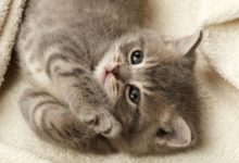 貓咪因病去世了，主人為此傷心了好久，老闆一句話更是讓她當場辭職！-頭條楓林網