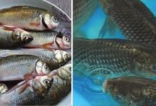 愛吃魚的人注意了，水產專家「從來不吃這4種魚」，但很可能出現在你家餐桌上！-頭條楓林網