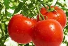 西紅柿是好東西， 但跟它一起吃會產生副作用， 嚴重可能會致癌-頭條楓林網