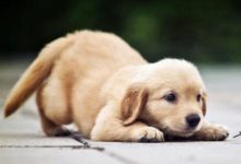 建立主人權威地位的8種方法-頭條楓林網