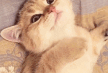 讓你瞧瞧本喵的肌肉！-頭條楓林網