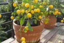 吃剩的檸檬籽不要丟，這樣盆栽在花盆裡，還能結出又大又甜的果子-頭條楓林網