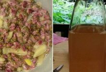 自製一碗刮油水：治便秘降胃火，排毒燃脂不反彈！-頭條楓林網