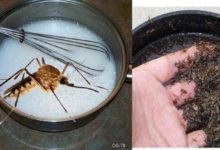 放一碗 「鹼水盆」，讓蚊子不敢進你房，一個月後甚至滅絕！-頭條楓林網