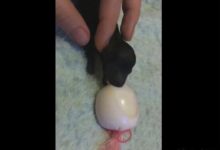 小伙撿到只小奶狗卻沒東西餵奶，最後想出這辦法，仔細一看有點尷尬！-頭條楓林網