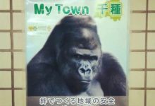 這隻19歲大猩猩憑藉自己英俊的外貌和健碩的身材，成為了當地動物園的當家頭牌-頭條楓林網