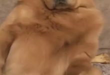 金毛在外頭快活被抓後巧遇他舅，這兩貨的聊天實在是太逗人了！-頭條楓林網