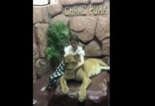 姑娘在動物園抱老虎拍照，還緊抱老虎頭，是作死的表現嗎？-頭條楓林網