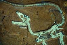 世人警示，2100年將進入下一次生物滅絕的慘劇當中-頭條楓林網