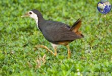 叫聲最凄涼的鳥類，一到晚上就開始鳴叫，彷彿有莫大的冤屈-頭條楓林網